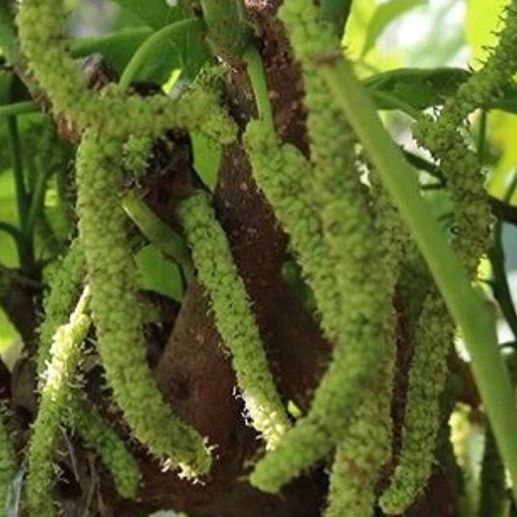 نهال توت موزی