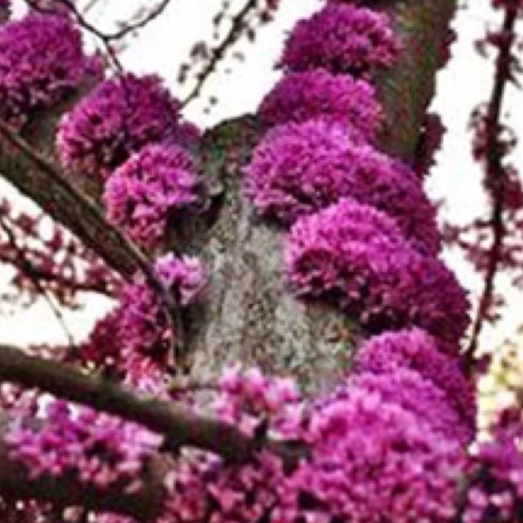 نهال ارغوان شرقی