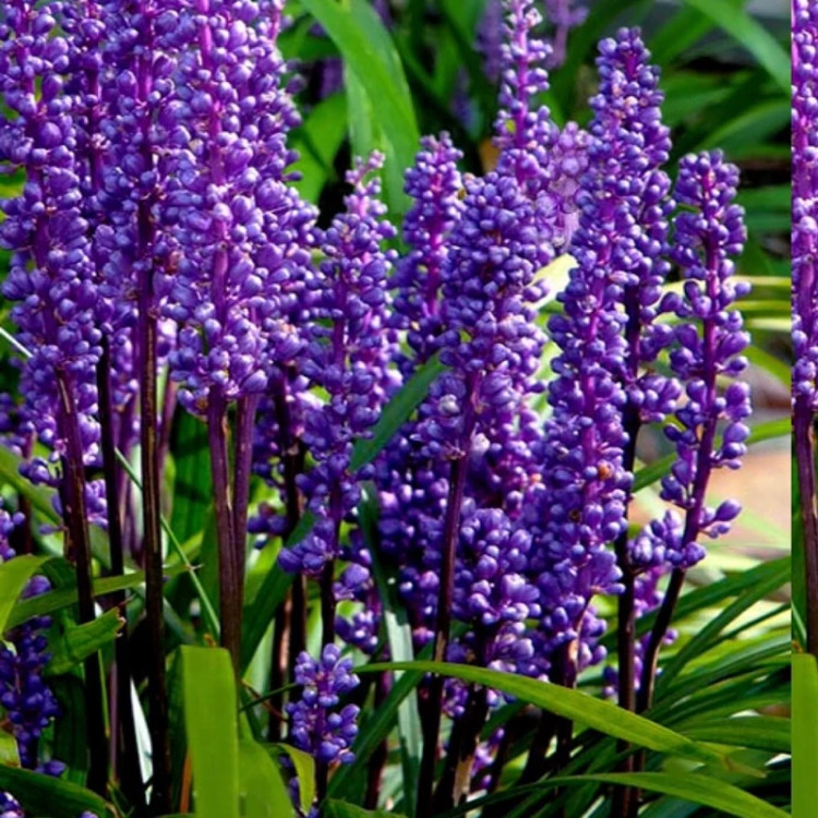 بوته زیبای لیروپ ابلق