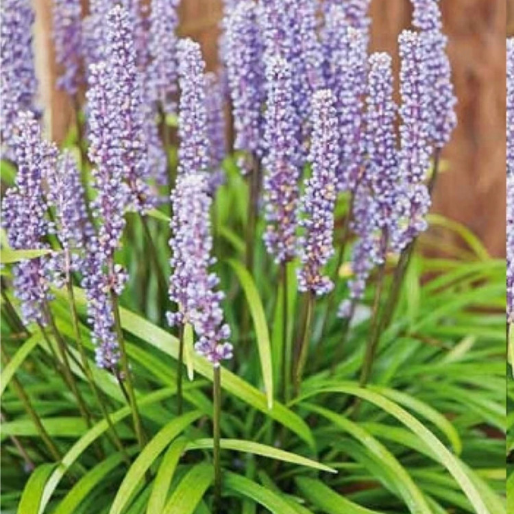 بوته زیبای لیروپ ابلق