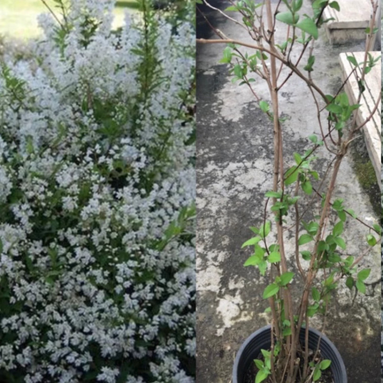 نهال یاس خوشه ای ژاپنی