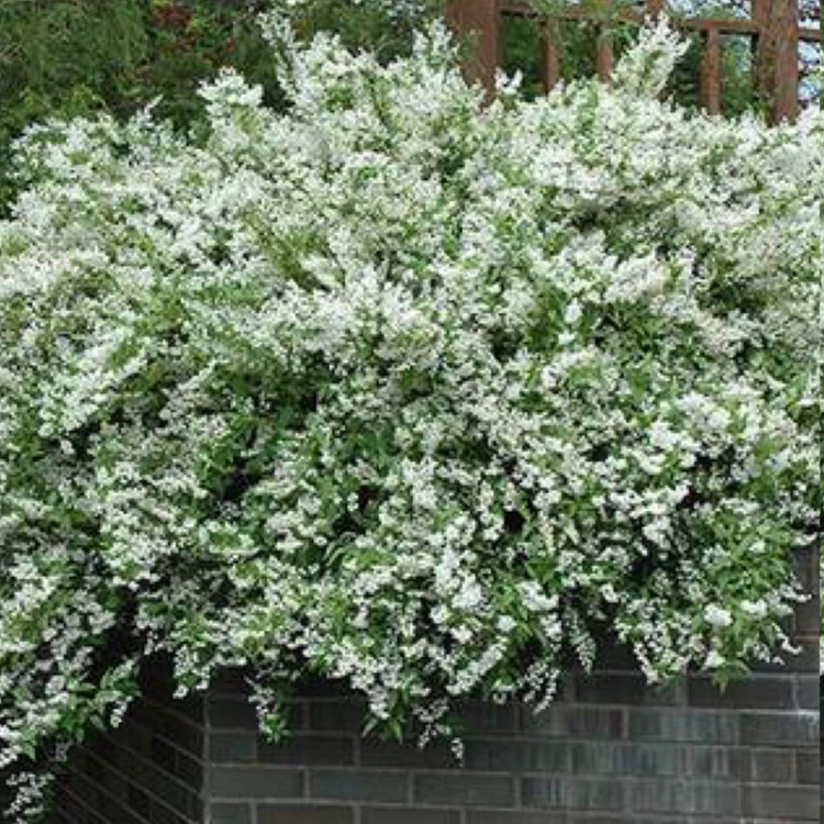 نهال یاس خوشه ای ژاپنی