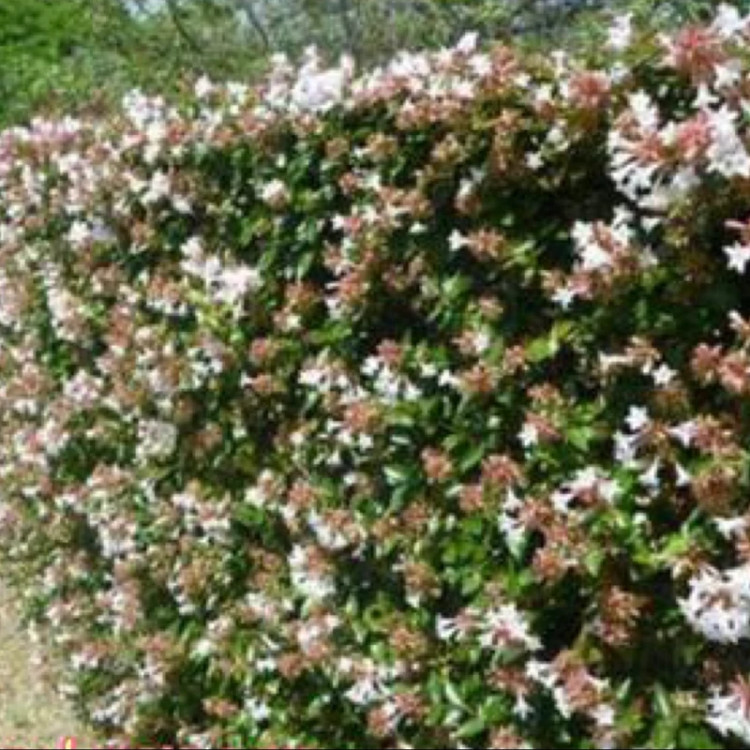نهال یاس سلطنتی