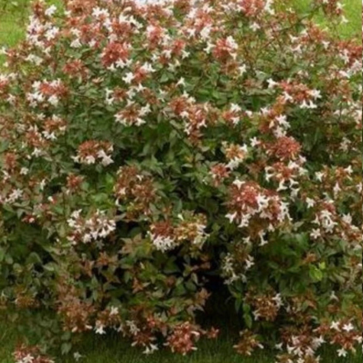 نهال یاس سلطنتی