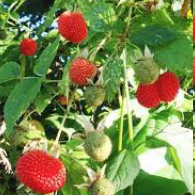 نهال رازبری استرالیایی