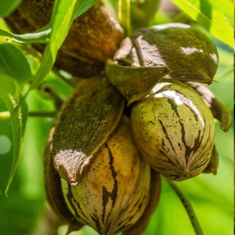 نهال گردو پیکان