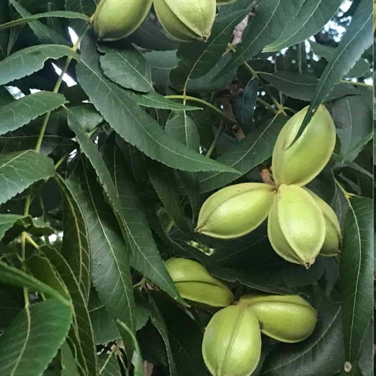 نهال گردو پیکان