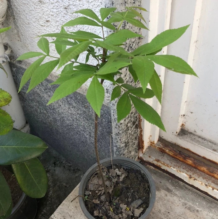 نهال گردو پیکان