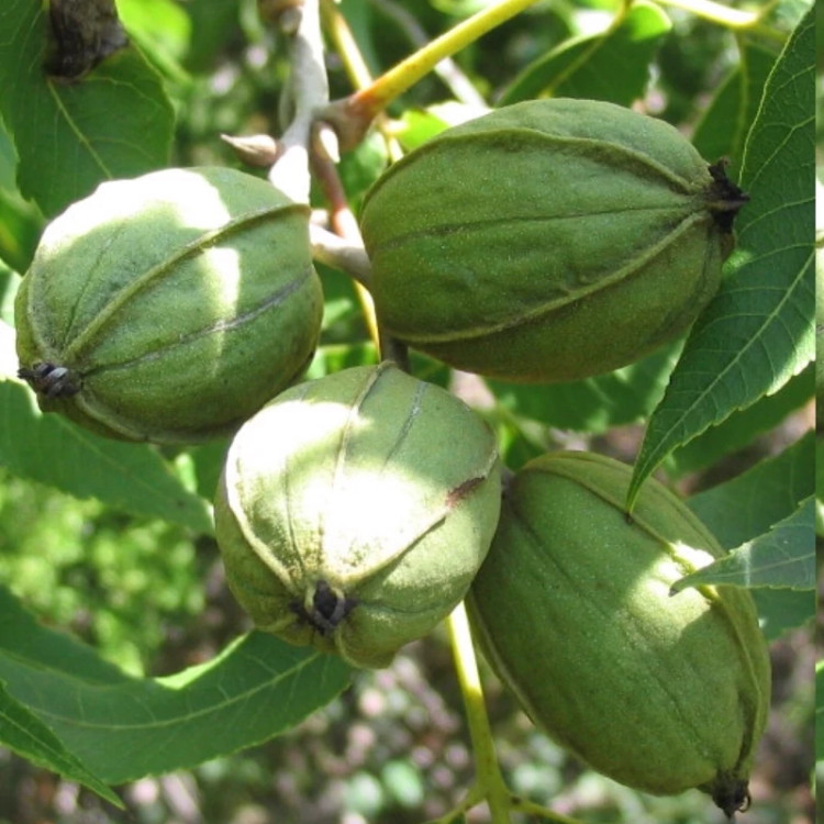 نهال گردو پیکان