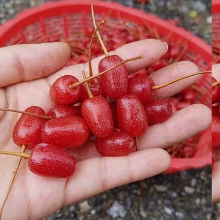 نهال سنجد ژاپنی