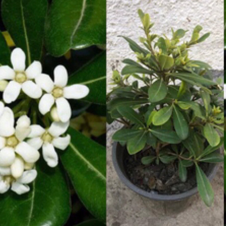 نهال میخک معطر