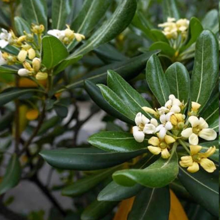 نهال میخک معطر