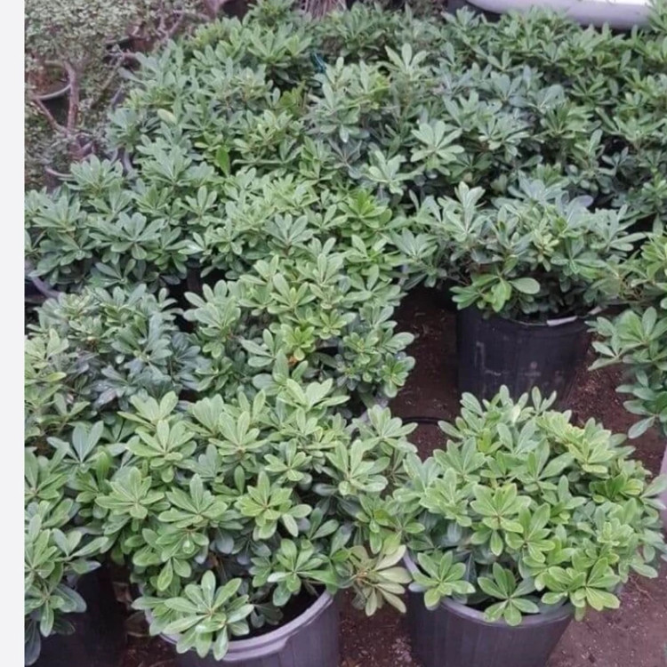 نهال میخک معطر