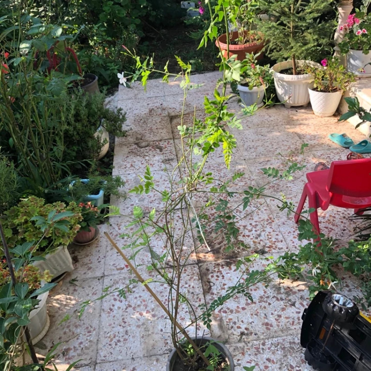 نهال یاس چمپا