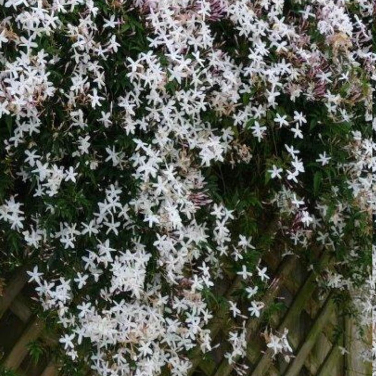 نهال یاس چمپا
