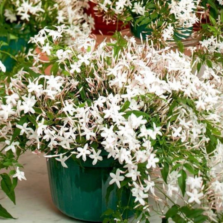 نهال یاس چمپا