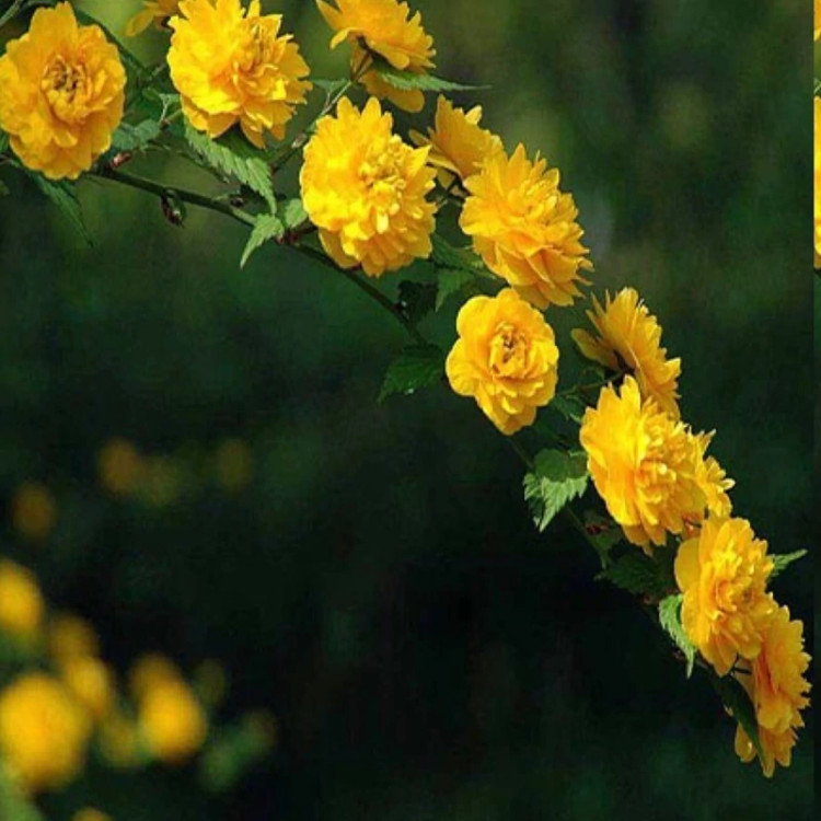 نهال یاس کریا