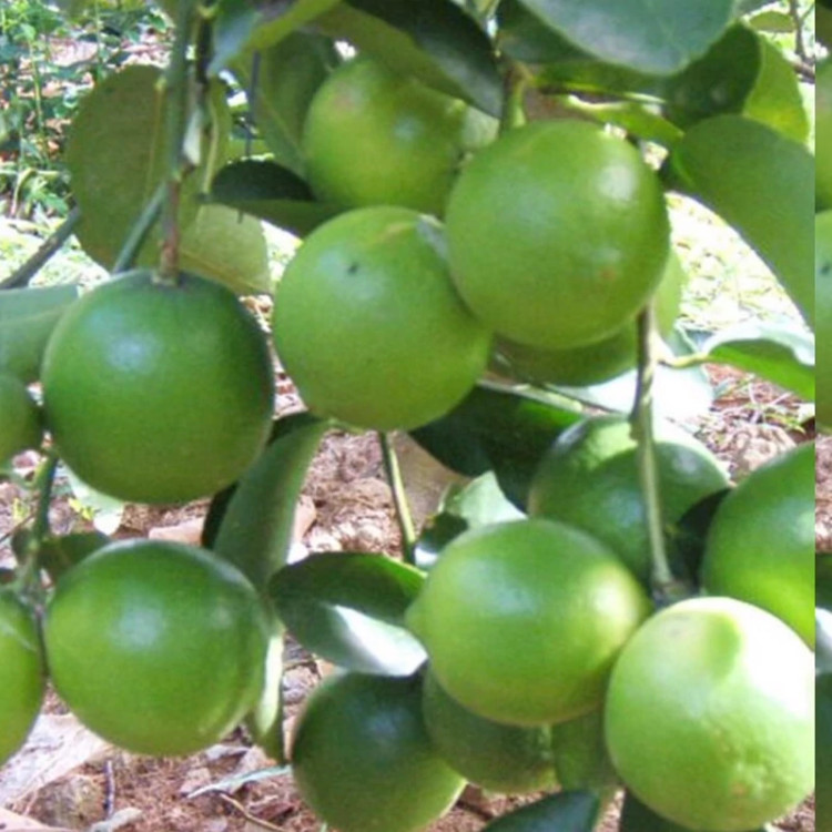 نهال لیمو خوشه ای
