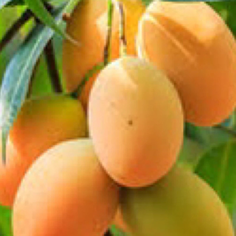 نهال انبه زرد مصری