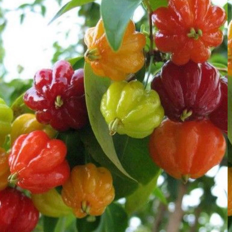 نهال گیلاس سورینام وارداتی