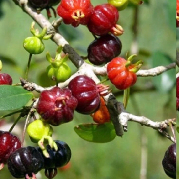 نهال گیلاس سورینام وارداتی