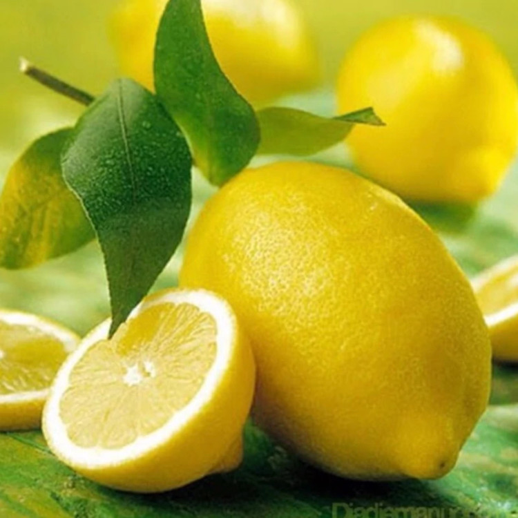 نهال لیمو ترس سنگی