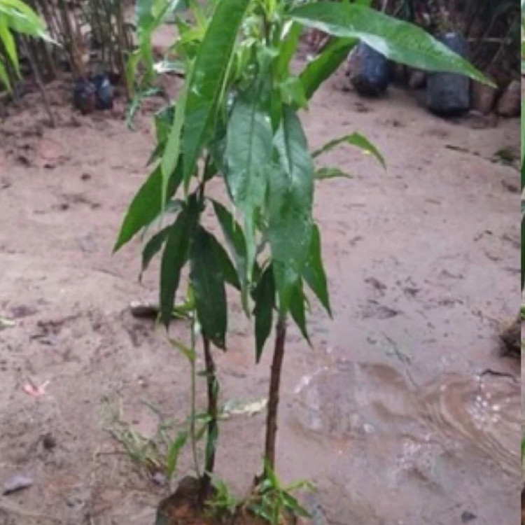 نهال هلو سوپر