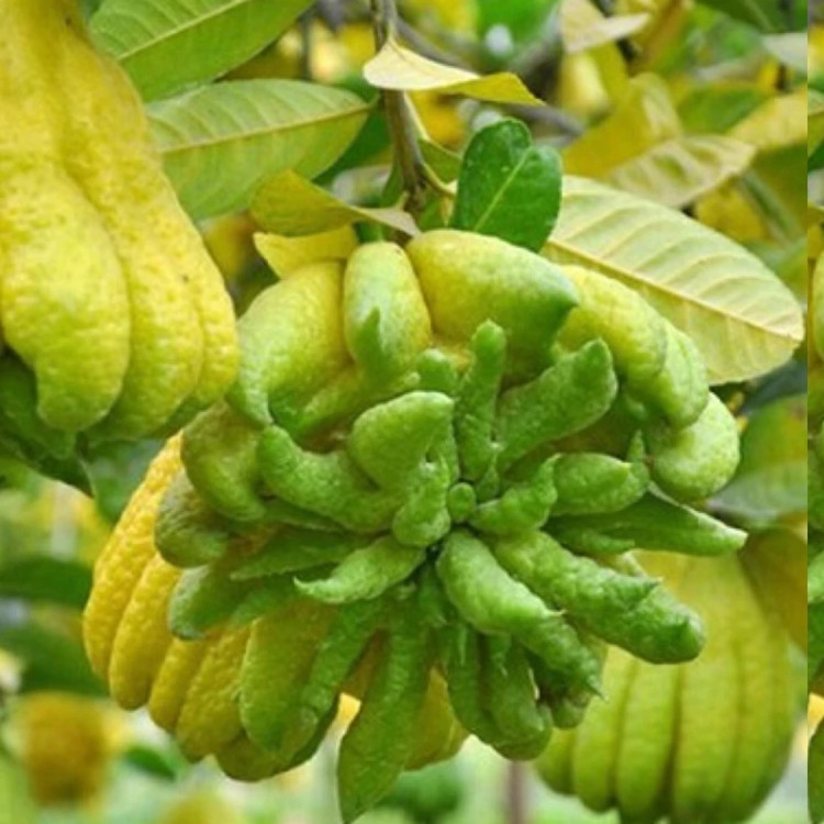 نهال دست بودا