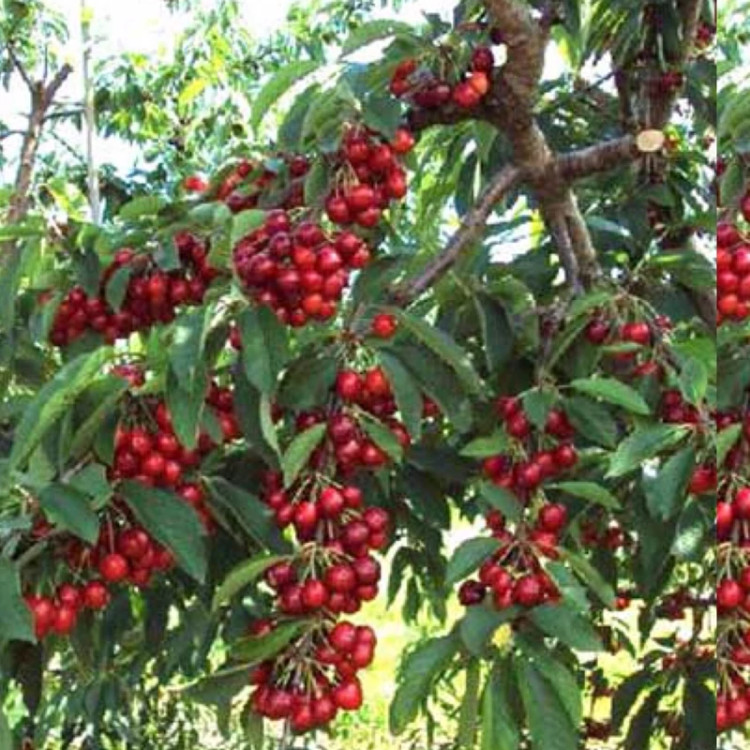 نهال گیلاس شمال