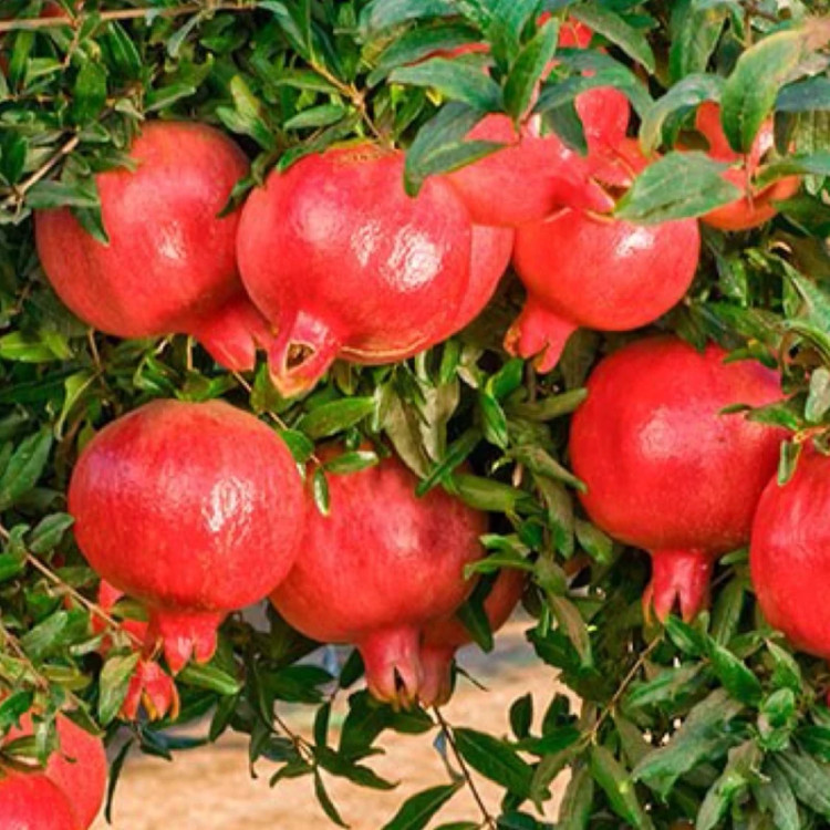 نهال انار هیبرید شیرین