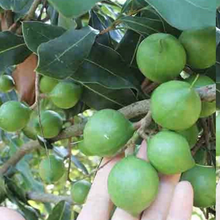 نهال فندق استرالیایی