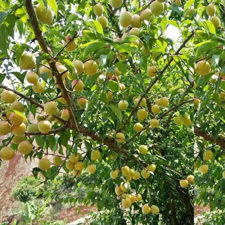 نهال زردالو پرتقالی