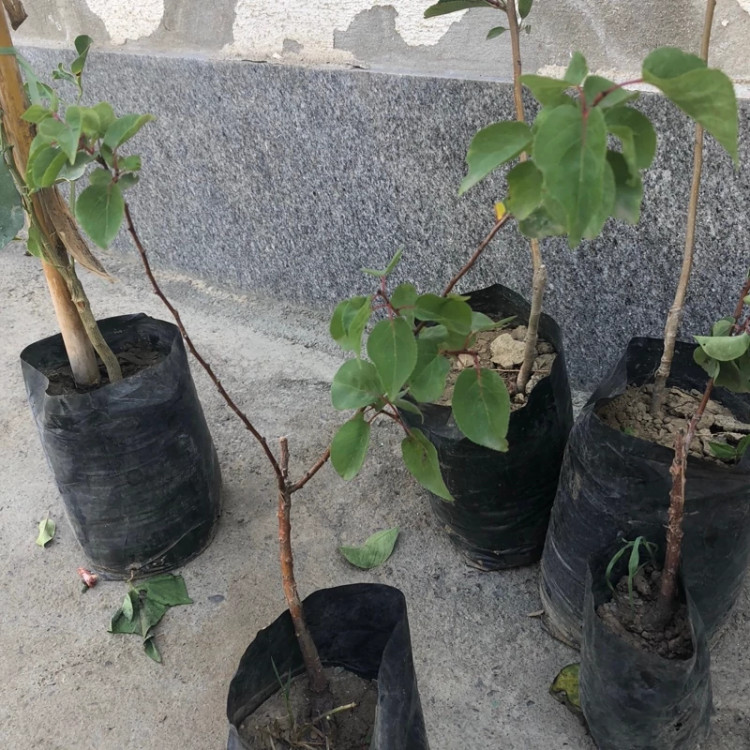 نهال زردالو پرتقالی