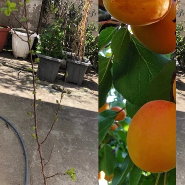 نهال زردالو پرتقالی