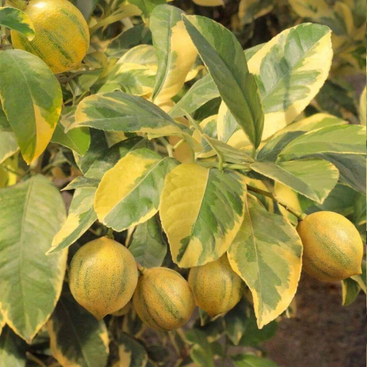 نهال لیمو ترش خونی ابلق