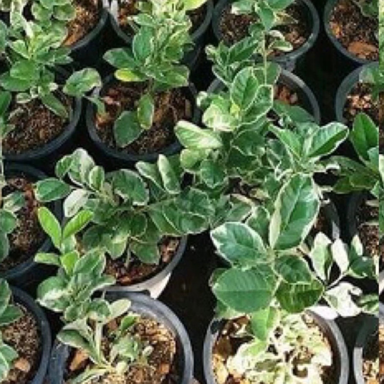 نهال لیمو ترش خونی ابلق