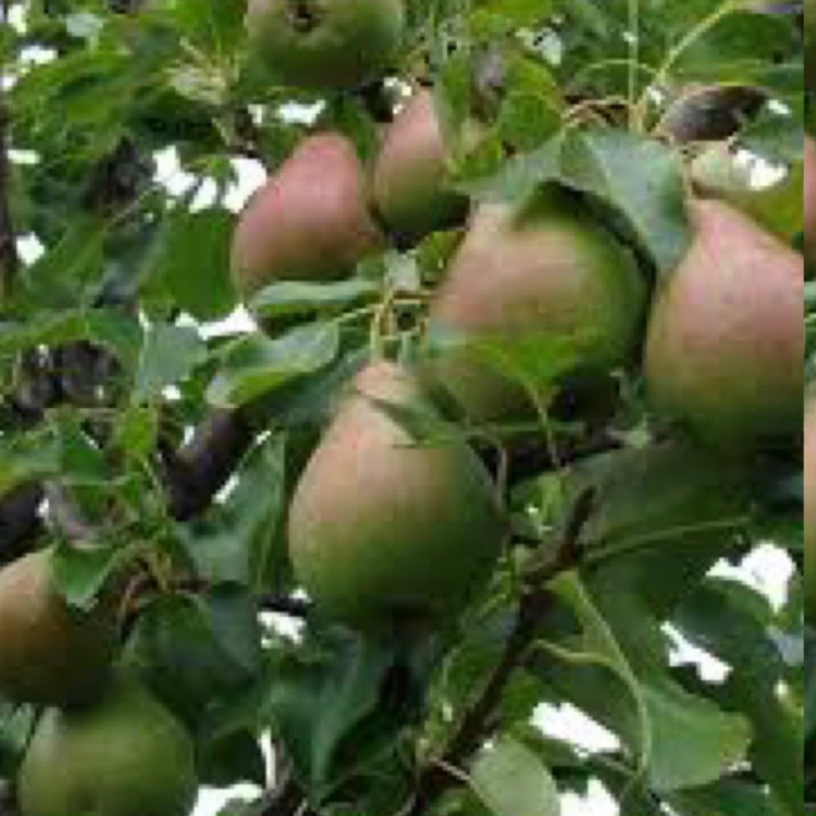 نهال گلابی شاه میوه