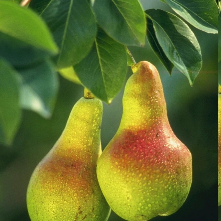 نهال گلابی شاه میوه
