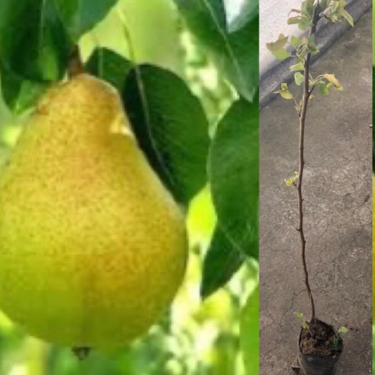 نهال گلابی شاه میوه