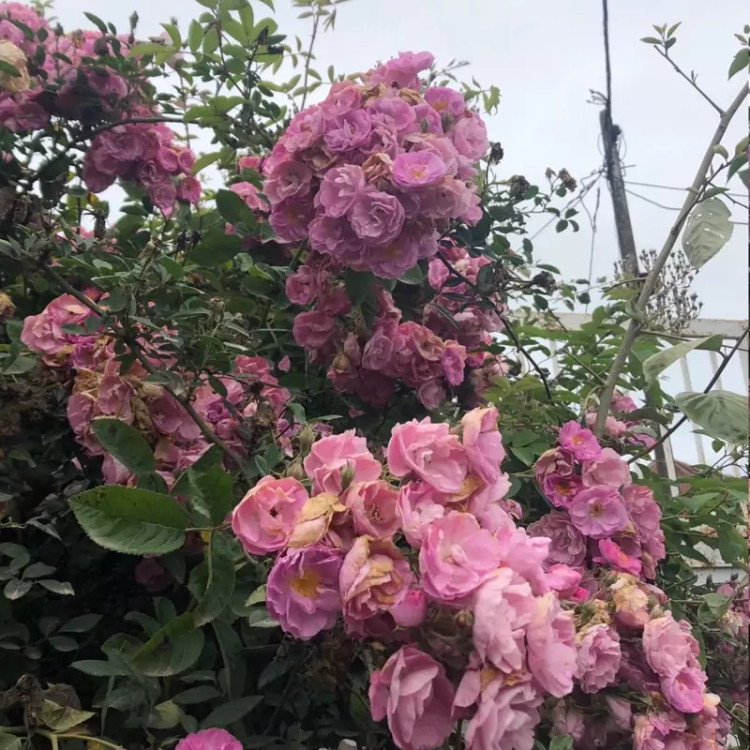 نهال گل محمدی پرپر