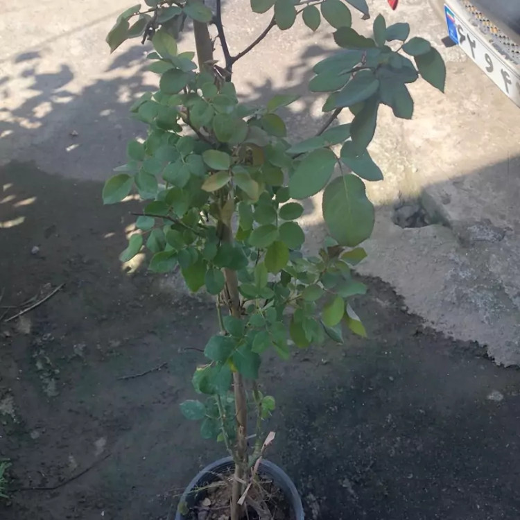 نهال گل محمدی پرپر