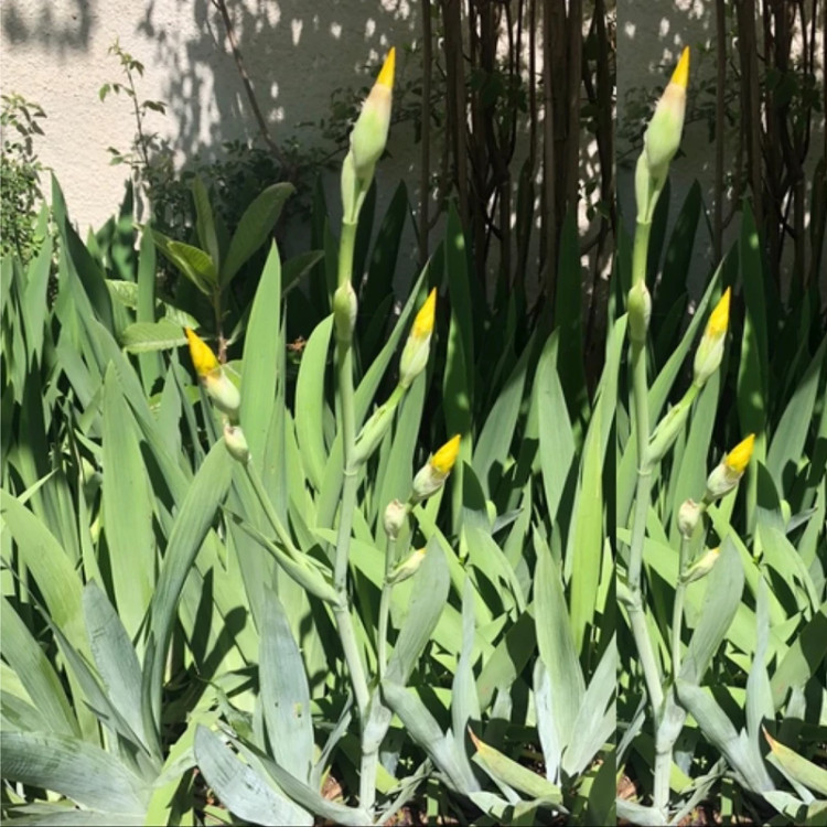 بوته زنبق طلایی