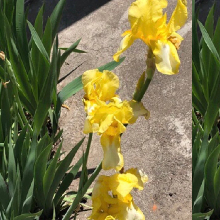 بوته زنبق طلایی