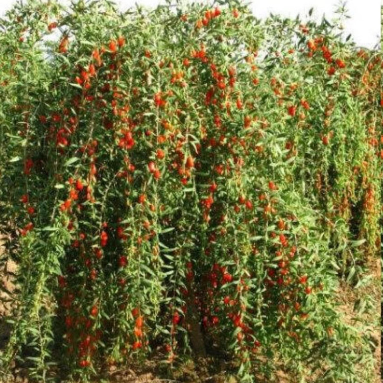 نهال گوجی بری چینی