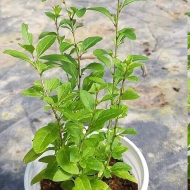 نهال گوجی بری چینی