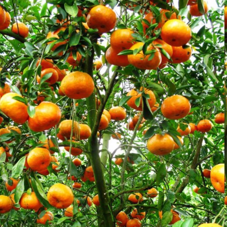 نهال نارنگی پربار ژاپنی