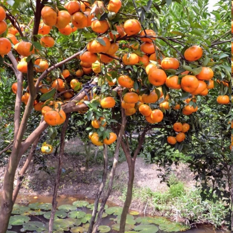 نهال نارنگی پربار ژاپنی
