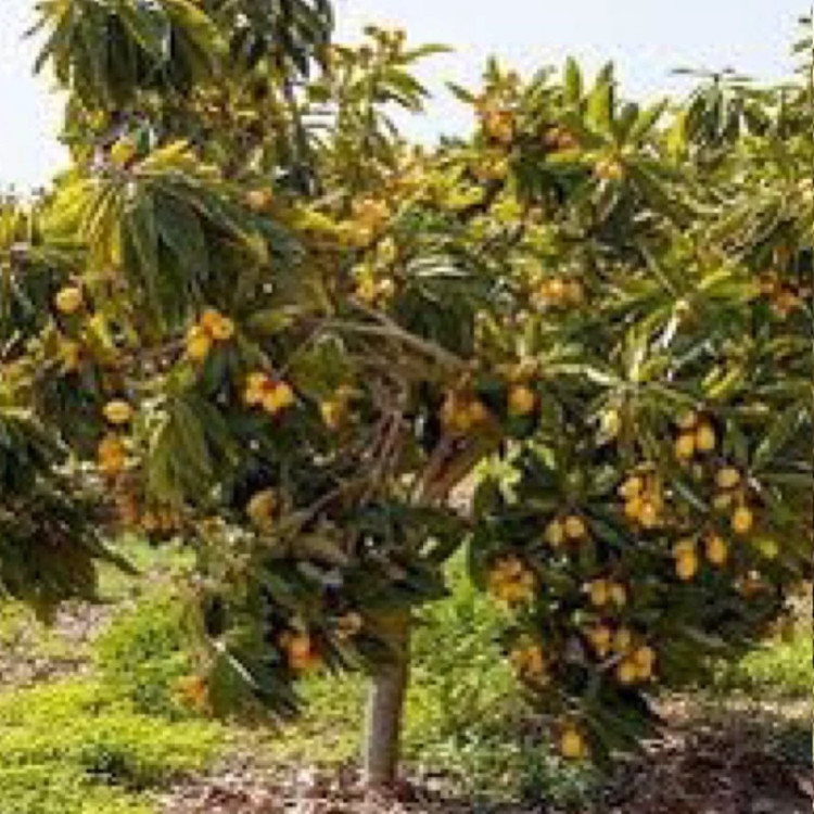 نهال انبه گیلان ازگیل ژاپنی
