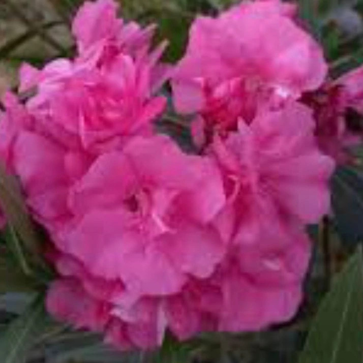 درخچه گل خرزهره 4ساله ارسال پسکرایه