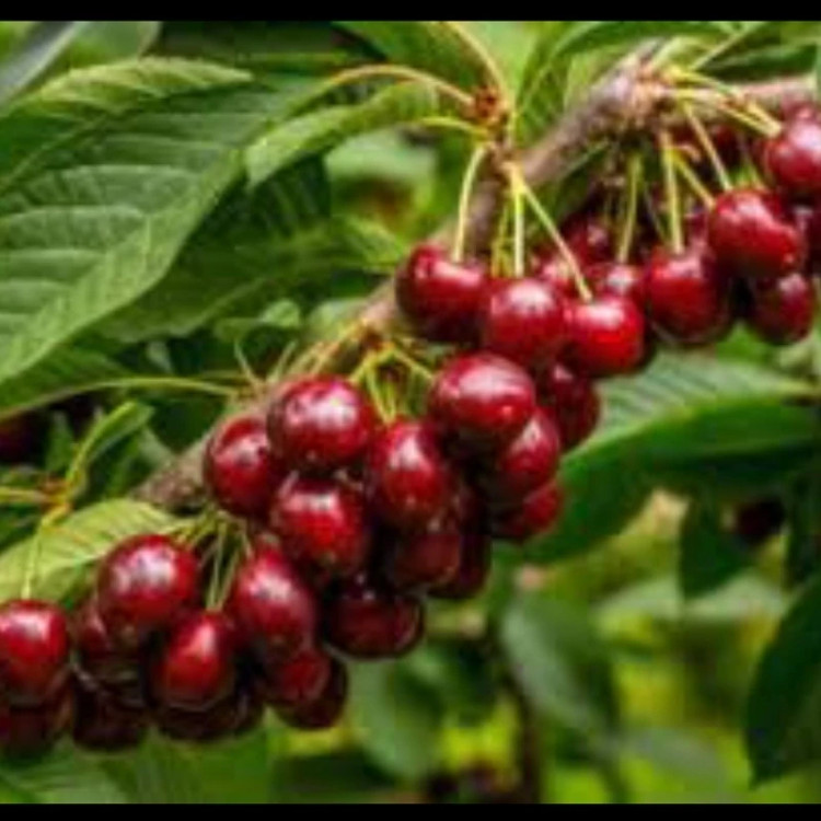 نهال آلبالو فرنگی ارسال پسکرایه